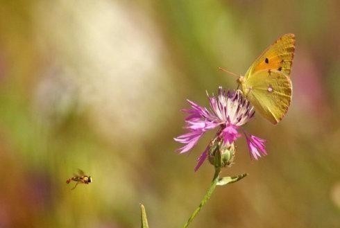 下联$千古绝对 上联“猫儿竹下乘凉,全无暑气”,纪晓岚对出经典下联