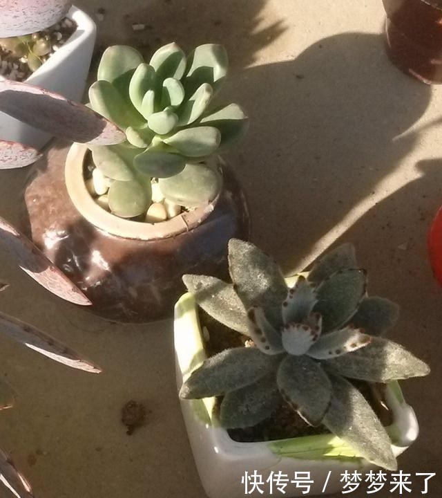 八年|一颗八年没换过盆的月兔耳