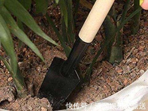 养花土壤“开裂”,盆底垫点“松针”,透气养分高,几天就恢复!