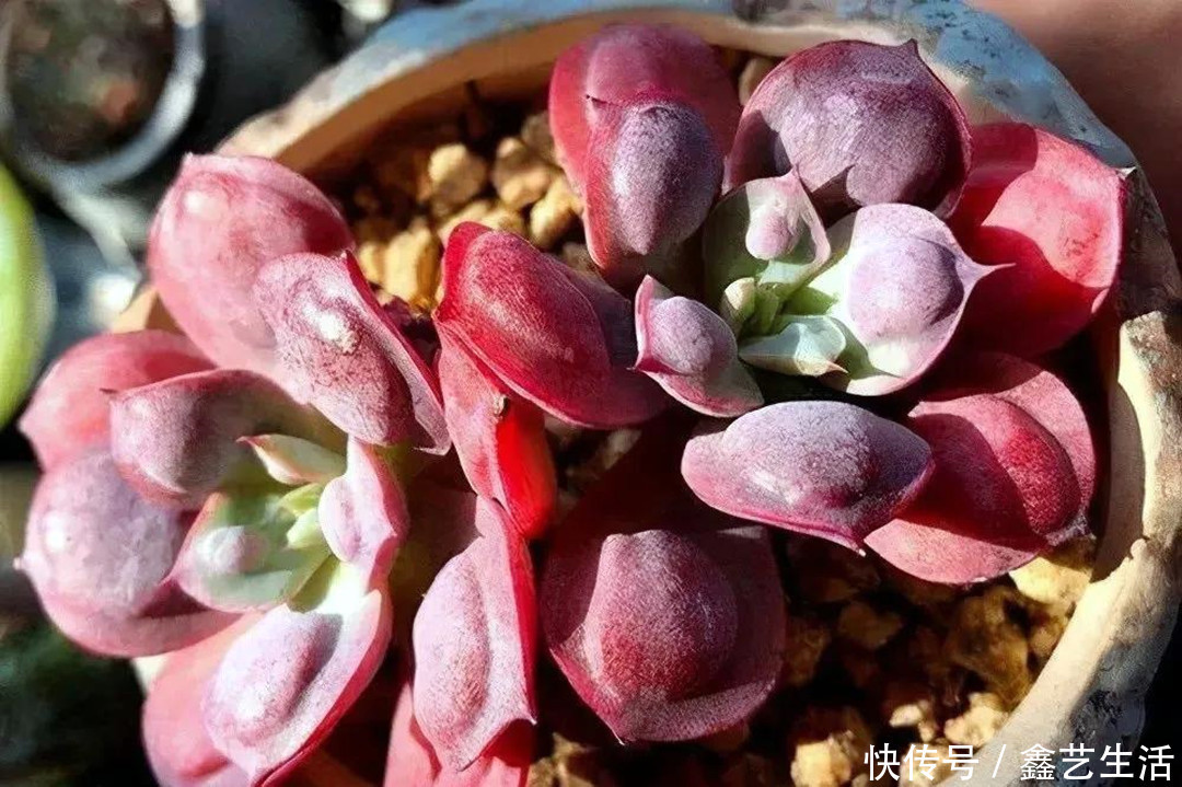 多肉植物|夏天多肉“防腐”有妙招!做好这三件事,不烂不腐不化水,超实用!