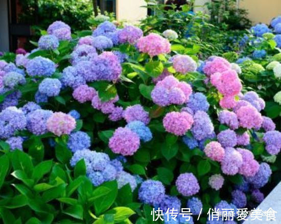 聪明人都养几种花,养在客厅上档次,还杀菌又消毒,特别好!