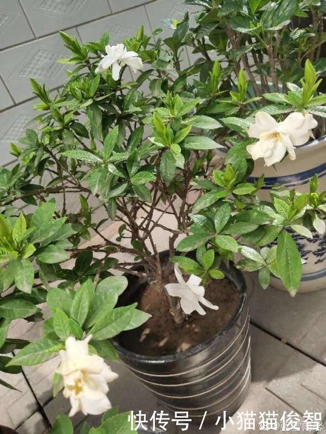 5种花盆养花,怪不得都死了,全是样子货