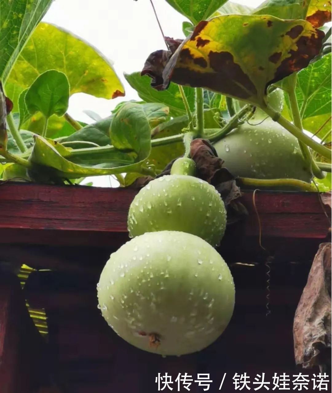 2021养盆镇宅花,当做守护神,好运进来,霉运离开!