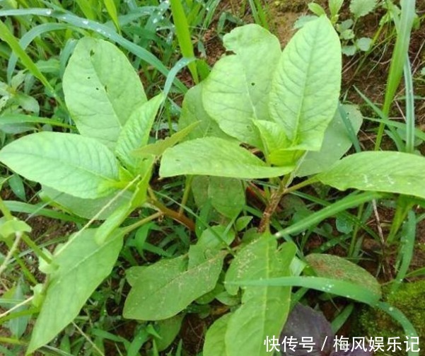 女人贫血别愁！多吃四种野菜，开胃消食、补血补气，气血两虚必备