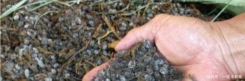 花友们|兰花盆土加点“万能肥料”,用对方法,可能真的10年不需要施肥!