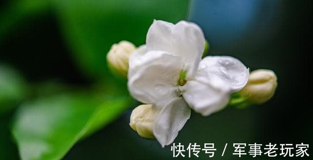 花朵|茉莉花的花期里,以下事情不能做,不然花苞会不停地脱落