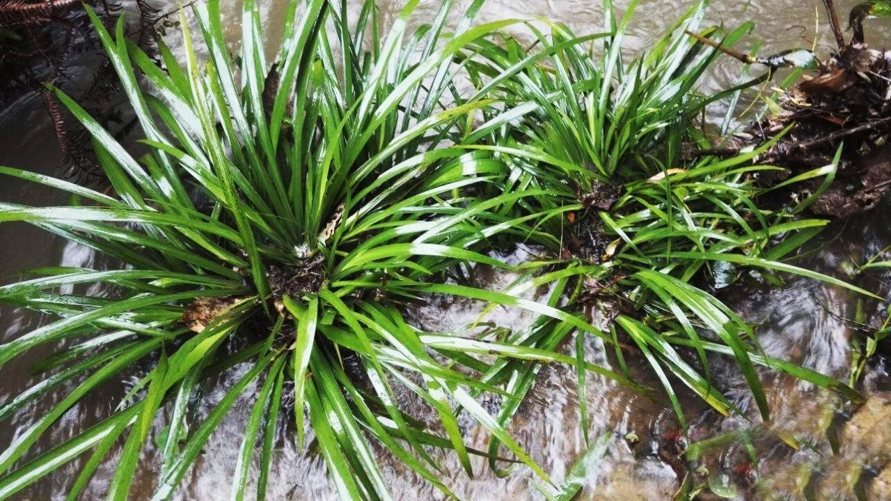 石头|河边一种香草,专门长在石头上,它是有名的“穿骨七”30元一斤