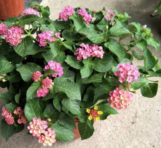 4种“多色花”养阳台,一盆比一盆颜色多,花开了就是100朵