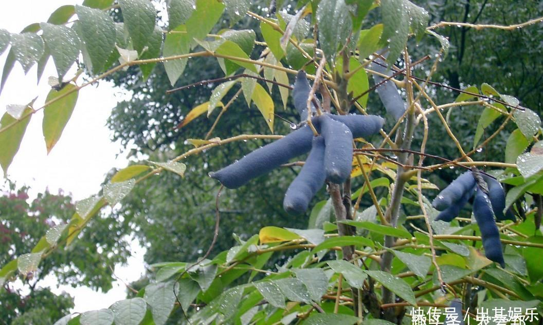 名字|农村这种野果名字不好听浑身上下都是宝,遇到可千万别错过啊!