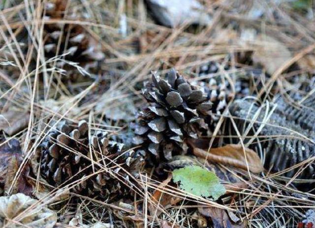 肥料|家里“肥料”不够用,出门捡“2种料”,处理后撒盆里,养分足!