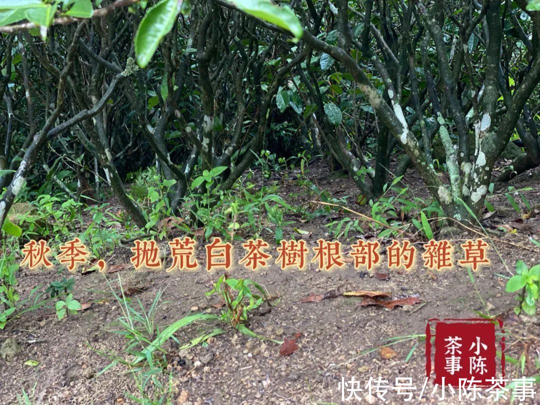 台地&从白毫银针到白牡丹，抛荒白茶的价格为什么贵？背后藏着这个细节