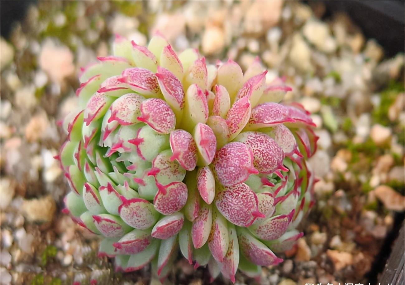 夏天|夏天就选这“三多肉”，不惧高温不休眠，40℃也能生机勃勃