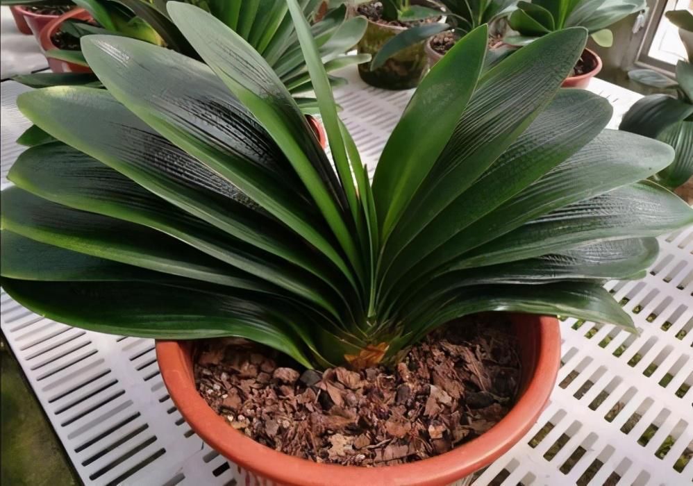  碱化|养花土“碱化”有什么危害？提前知道这几个表现，及时解决不烧根