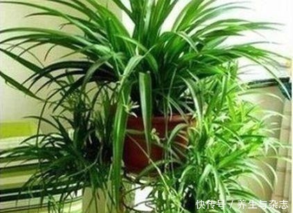 施肥|家里养吊兰懒人不施肥，做到这3步，照样垂藤，爆盆！