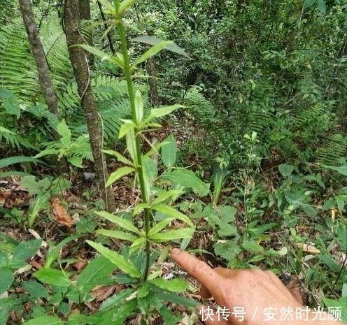 农村一种树,浑身长刺,但根部价值却极为珍贵,可抑菌抗肿瘤