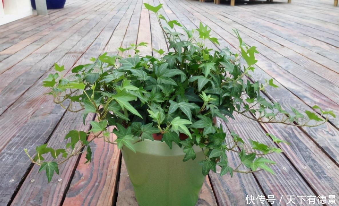 春天养花,怕害虫上门就早准备“3样”东西,有奇效!