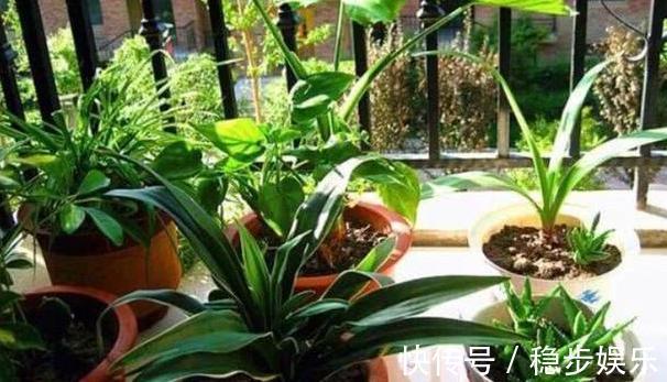 打算给花草换盆,却苦于没钱买营养土不怕,用这些废料就够了