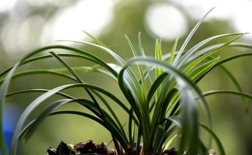 兰花浇水有配方吗？碱性水质怎么办？两招可以解决问题