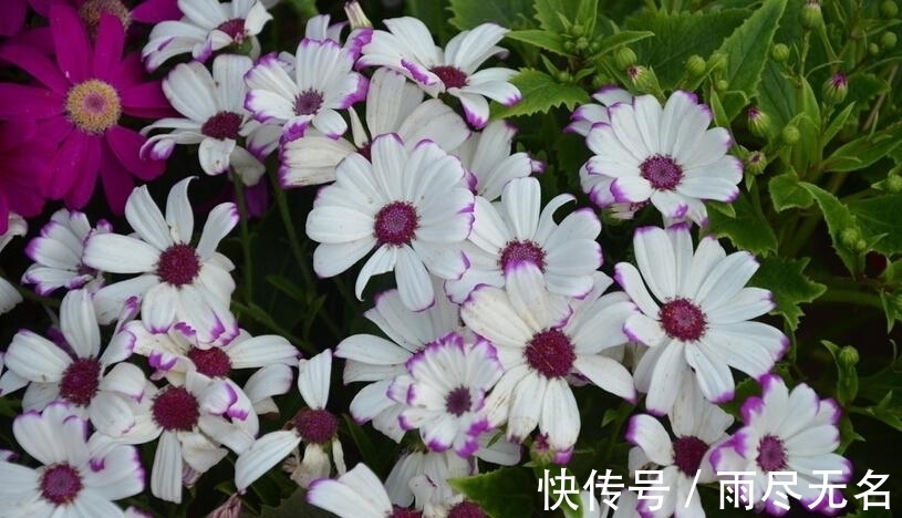 这几种花冬天开爆盆,但一般人家养得不多,现在养正开花,很漂亮