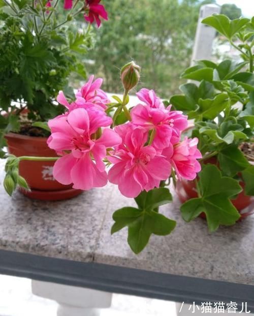 此花开花漂亮,花期长又勤花,连叶子都是清香的,值得拥有