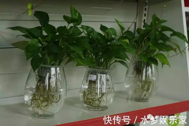 匍匐茎|5种花丢水里就活，每周加点水，简简单单轻松爆盆！
