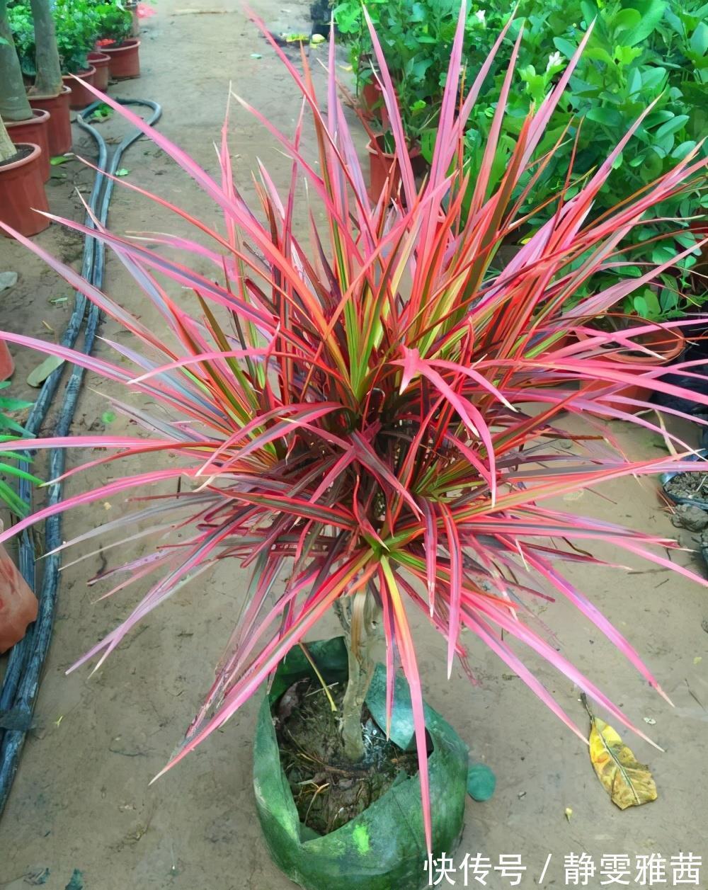 盘点5种小众网红花,好看又有特点,值得入手