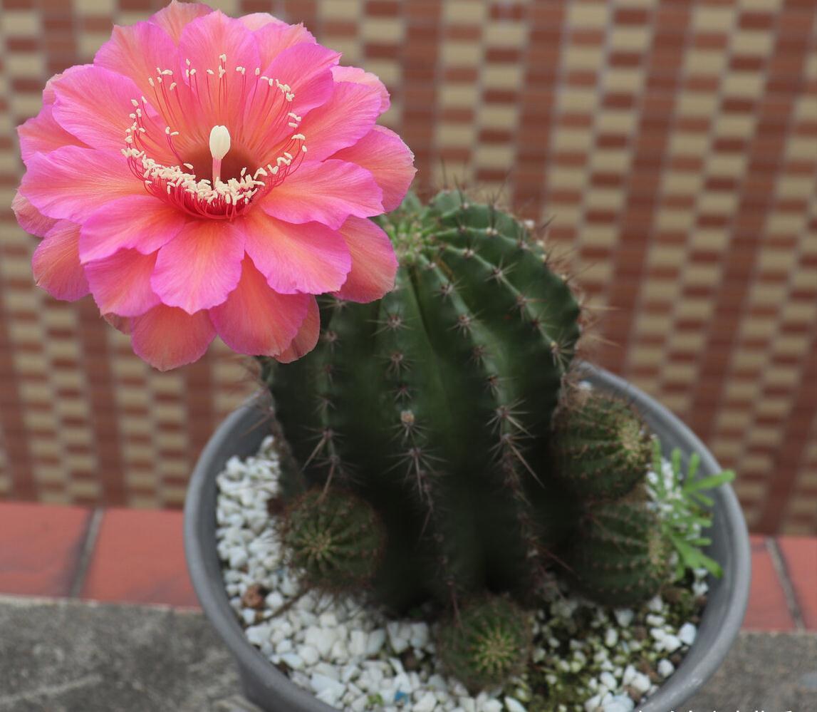 养不活花的人,建议养这“5种花”,好养好看又实用