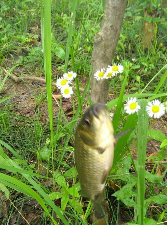 浮漂|野钓小技巧浮漂做一个小改动,惊鱼几率大降
