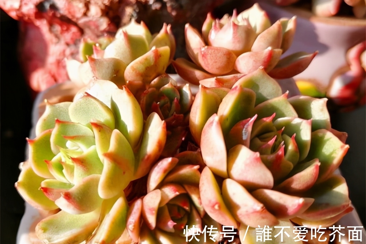 根系|多肉有“三怕”,入冬养护要避开,猛蹿芽冒新根,憋成群生肉墩子