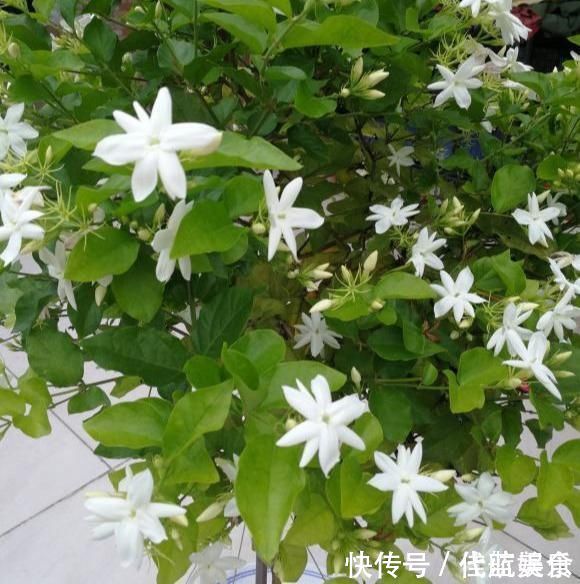 发黄|茉莉出现特殊“黄叶”，用“特殊”液体浇，一浇就发绿花朵呼呼冒