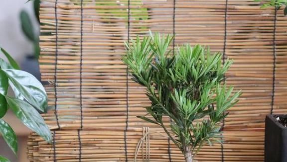 5种有毒的花卉盆栽,如果家中养了,赶快处理,不要掉以轻心