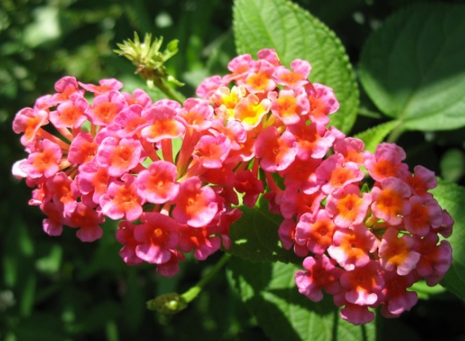 1种花,花开“五色”,比菊花好看,比杜鹃好养,花开四季不停歇