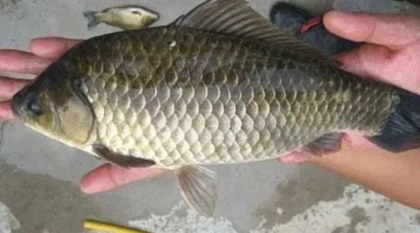 钓鲫鱼时，别费钱买饵了，常做3种饵窝，让你渔获倍增！