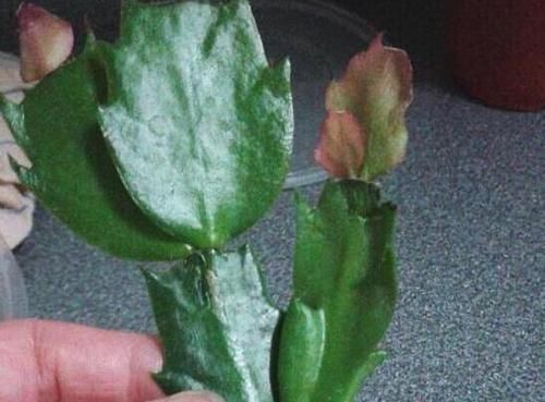 君子兰、蟹爪兰叶片打蔫，擦一擦，20天长油绿叶