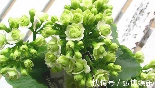 花卉|最有仙气的花卉,号称爆盆小能手,花名浪漫,花色珍稀,四季开花