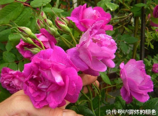 20款古老月季。数百年唯美传承,个个经典又抗病。远胜现代月季