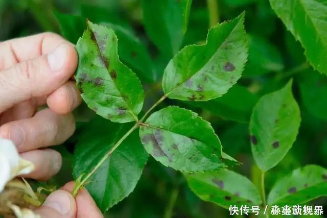 黑斑病|养花时很容易出现的6种病虫害，蚜虫、介壳虫和红蜘蛛都要可清除