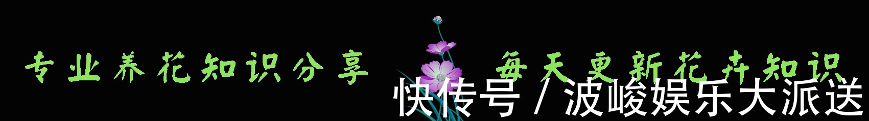 快乐园|今年最火花，一定是这款珍品月季，花大色艳，轻松爆盆，不养后悔