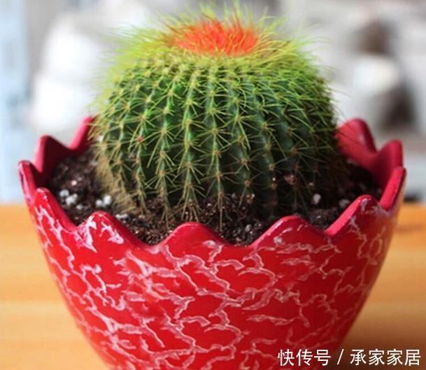 家里养仙人球,简单一个小方法,养到爆崽儿又开花