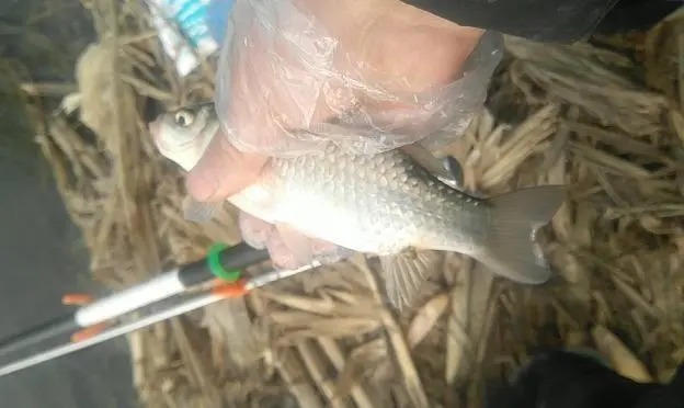 冬季钓鱼,“黄金时间”要牢记,下竿就会上鱼!