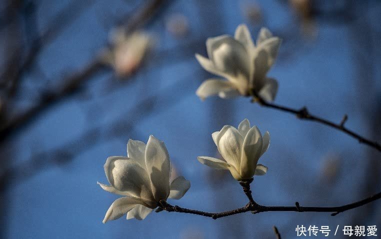 玉兰春意笑蓝天