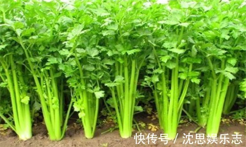 排毒|想长寿要会吃3种食物,排毒燃脂,润肤养颜,抗衰老