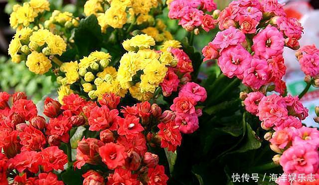 毛细根|想给长寿花换盆，避开这个“时间段”，枝繁叶茂，快速恢复开满花