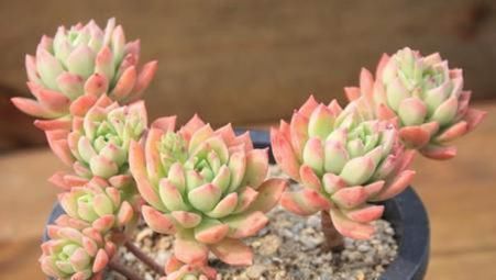 普货多肉马库斯,皮实健壮爱爆头,掌握4个要点,长成漂亮老桩