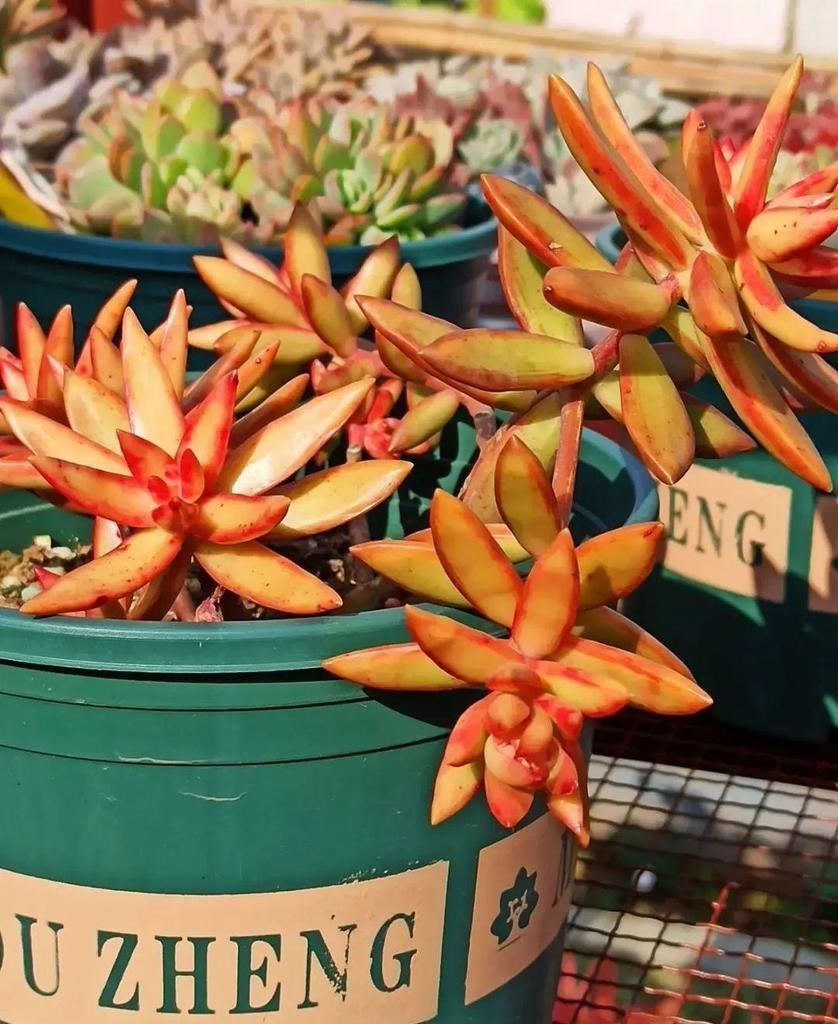 拼盘|多肉养在大盆里,就是豪横霸气,棵棵大得像白菜