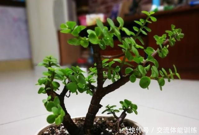 4种花，小苗“很便宜”，越养越“值钱”，聪明花友都喜欢！