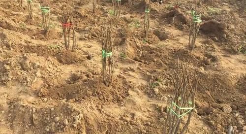 平茬牡丹春天什么时候扒去封土？