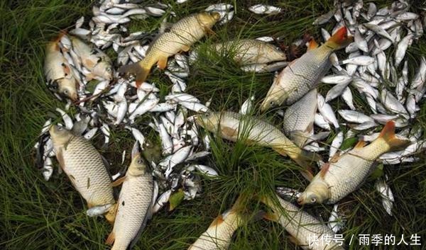 风口|立夏过后钓鱼,这些钓点成了必争之地,底下鱼儿扎堆,下竿就上鱼