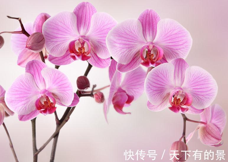 春兰|兰花这样养,花开不断,越长越好