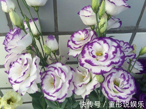 秋天|秋天播种次年赏花，此花漂亮不逊月季牡丹，扦插枝条就能活